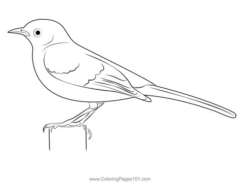 Northern Mockingbird Watched Coloring Page For Kids Free Mockingbirds