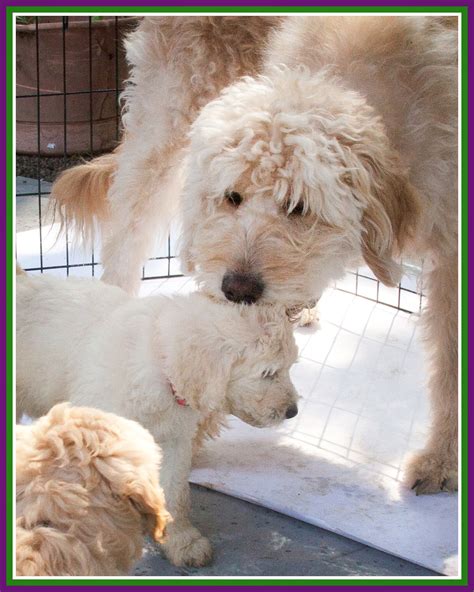 Goldendoodles - Buffalo, and Western New York - puppies. Sable and blonde goldendoodle puppies