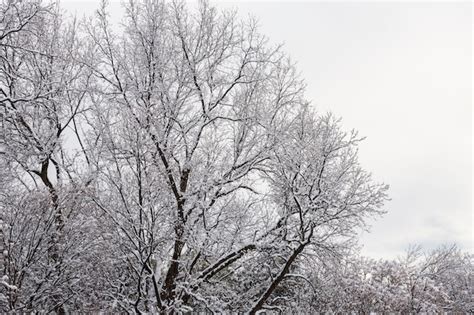 Neve branca em galhos de árvores nuas em um dia de inverno gelado