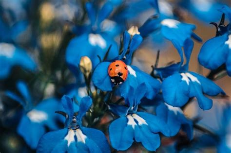 Premium Photo Close Up Of Ladybug On Blue Flower