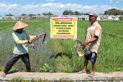 Tanamannya Sering Rusak Dinjak Injak Pecinta Layang Layang Ini Yang