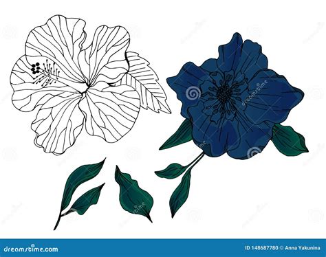 Grupo Do Vetor De Flores E De Folhas Tiradas M o Ilustração do Vetor