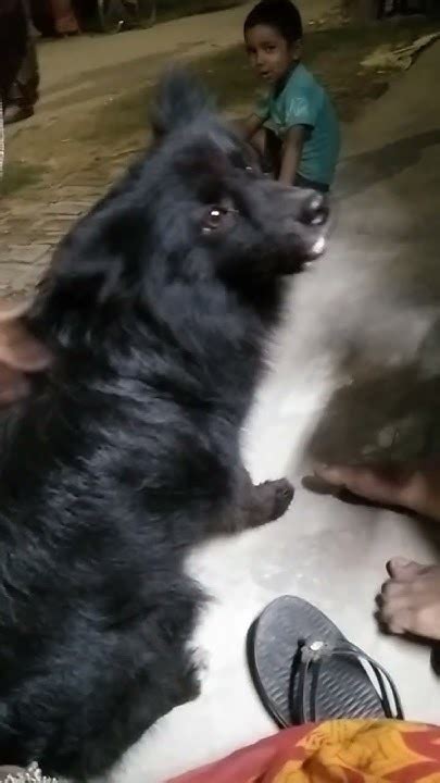 Shortvideo Dog Black Dog🐕🐕🐕🐕🐕🐶🐶🐶🐶 Youtube