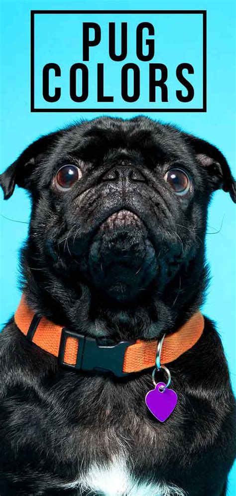 Pug Colors - All The Different Colors Of This Incredible Breed