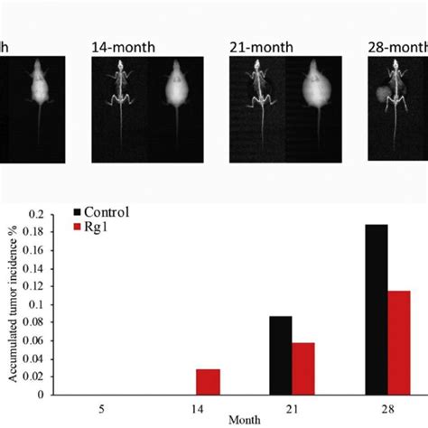 Effect Of Ginsenoside Rg1 Supplementation On Plasma Inflammatory