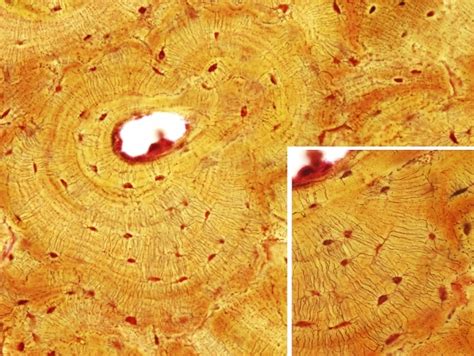 Tejidos Animales Óseo Compacto Atlas De Histología Vegetal Y Animal