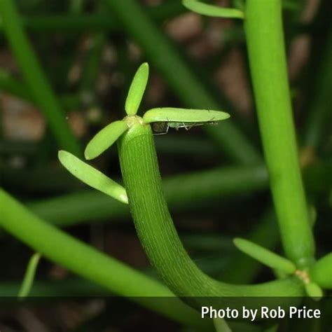 Naked Lady Euphorbia Tirucalli Queensland Poisons Information Centre