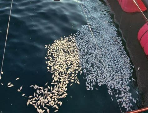 경남 고수온 1710만 마리 떼죽음피해 300억 육박 역대 최악 노컷뉴스