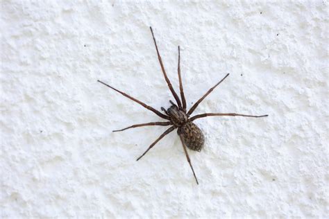 Getting Rid Of Spiders Effective Strategies For Spider Extermination Golden Hills Pest Control