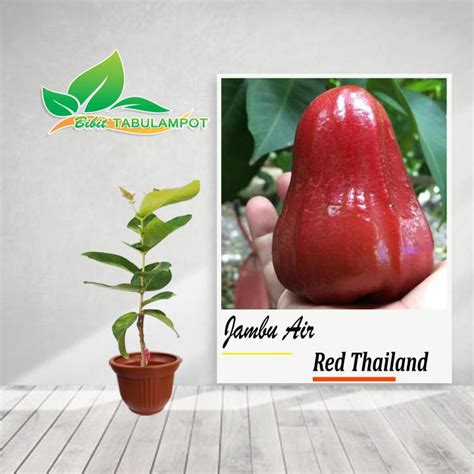 Bibit Tanaman Buah Jambu Air Red Thailand Jambu Air Thongsamsi