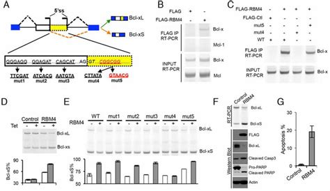 RBM4 Regulates Bcl X Splicing To Induce Apoptosis A The Schematic Of