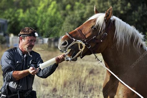 how to become a veterinary dentist