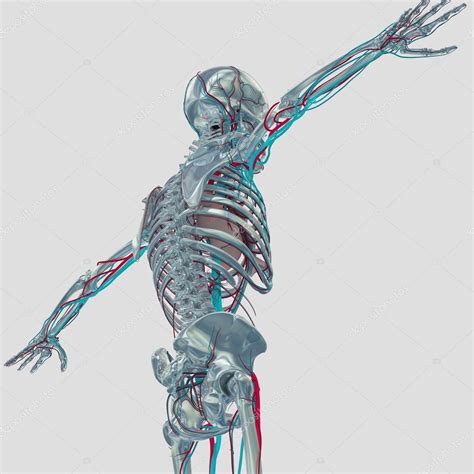 Modelo De Anatomia Do Esqueleto Humano Fotos Imagens De