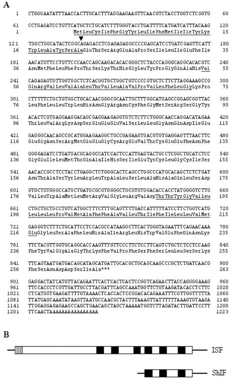 Structure Of ShIF CDNA A Nucleotide And Deduced Amino Acid Sequence