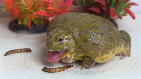 African Bullfrog Eats Worms Live Feeding Youtube