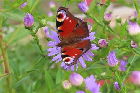 Peacock Vlinder Paarse Bloemen Gratis Foto Op Pixabay Pixabay