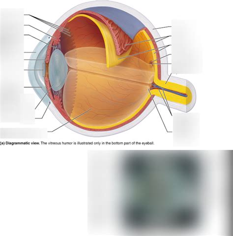 Lab Special Senses Figure A Internal Structure Of Eye