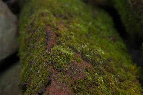 Fundo Verde Do Musgo Bonito Na Natureza Close Up Do Musgo Na Parede De