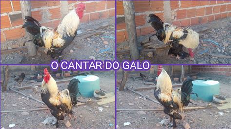 Saiba Agora Porque O Galo Canta Todo Criador Deveria Saber Youtube