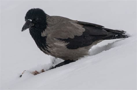 Ворона зимой (30 фото) - красивые фото и картинки pofoto.club