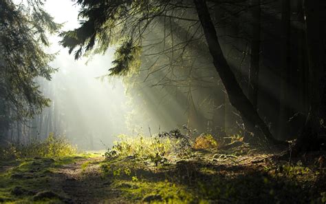 2560x1600 / forest trees grass road sun rays wallpaper - Coolwallpapers.me!