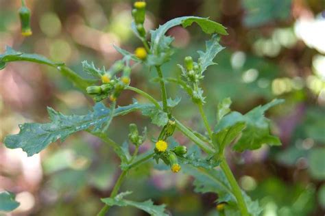 Dealing With Weeds Groundsel Bbc Gardeners World Magazine