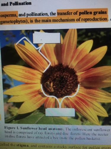 Sunflower Seed Germination Flashcards Quizlet