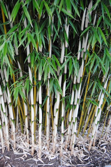 Fargesia Robusta Campbell Canada S Bamboo World