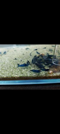 Acheter Crevettes Bleues Neocaridina Blue Velvet