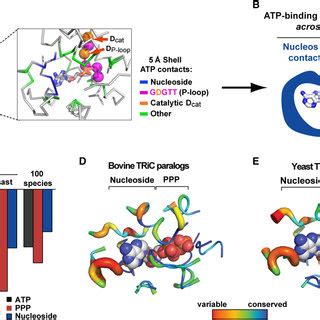 Conservation Of Paralogous TRiC CCT ATP Binding Pockets A Group II