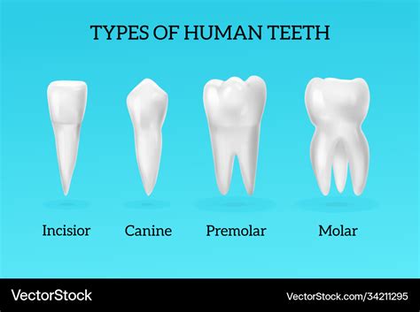 Realistic teeth types set Royalty Free Vector Image