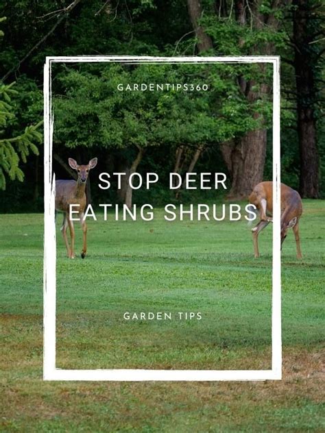 If you are looking for some deer-resistant shrubs to add to your garden, you have come to the ...