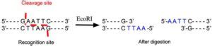 EcoRI Restriction Enzyme - Laboratory Notes