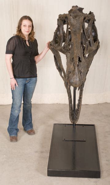 Acrocanthosaurus atokensis Skull – Display Replica – Black Hills Institute