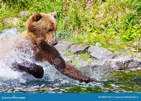 Alaska Brown Grizzly Bear Fishing Attack Royalty Free Stock Photo ...