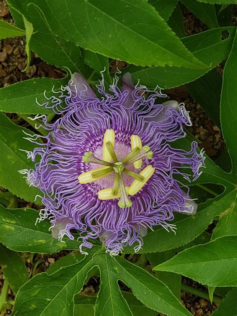 Purple Passion Flower Free Photo On Pixabay Pixabay