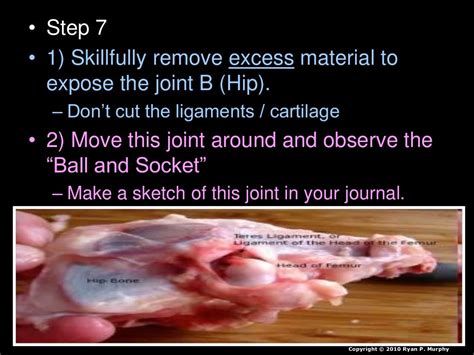 Chicken Leg Dissection Powerpoint Muscular System Skeletal System