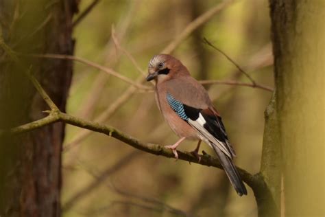 Oiseaux Forestiers Communs En Images