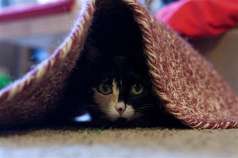 Hiding Spots For Cats Lovetoknow