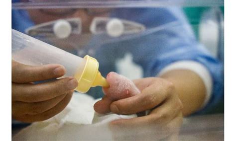 Rare baby panda twins born at Belgian zoo