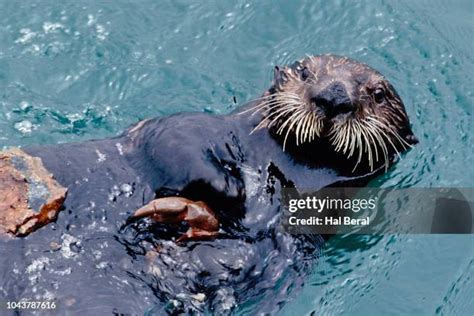 Sea Otter Stone Photos and Premium High Res Pictures - Getty Images