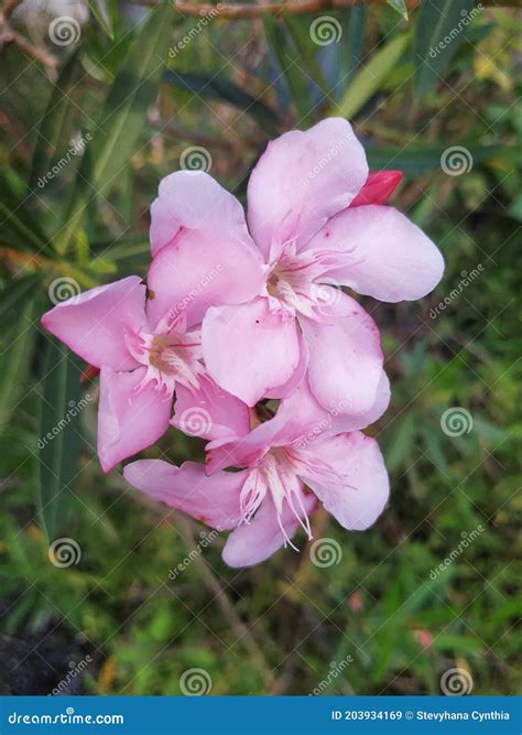 Lbunga Mentega De Oleander De Nerium Oleander De Fleurs D Image Stock