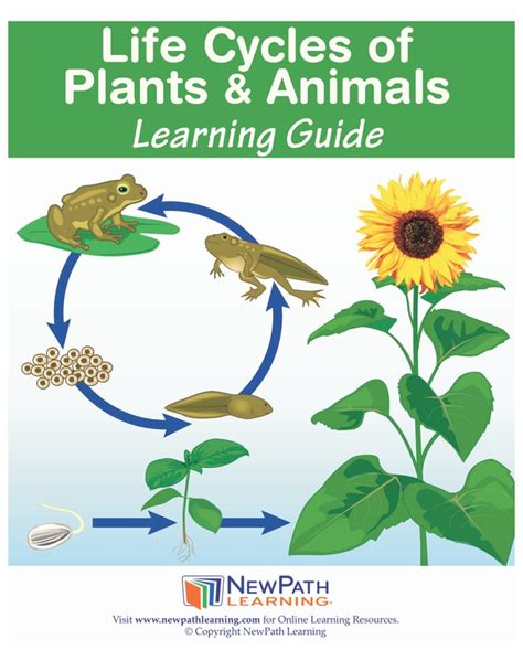 Life Cycles of Plants and Animals Learning Guide Elementary Life Cycles ...