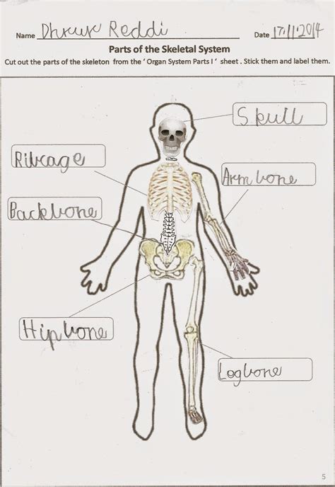 Human Body Systems Worksheets Human Body Systems Worksheets