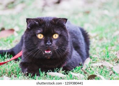 Blackcat Over Royalty Free Licensable Stock Photos Shutterstock