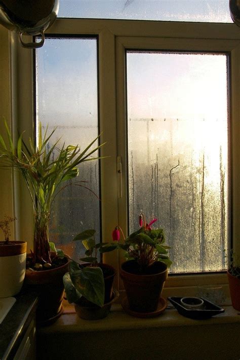 Indoor Humidity Levels How To Reduce Indoor Humidity Gardening Know How