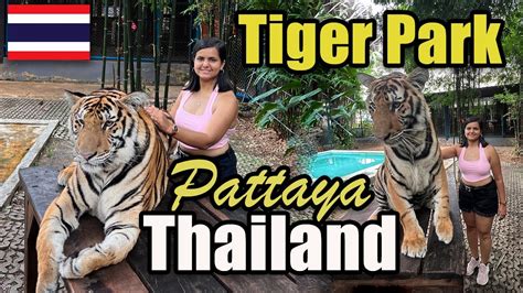 4k Witness Unbelievable Tiger Encounters In Pattaya Thailand With