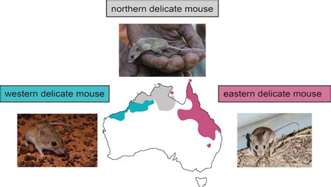 We discovered two new Australian native mammals – the first of their kind this century