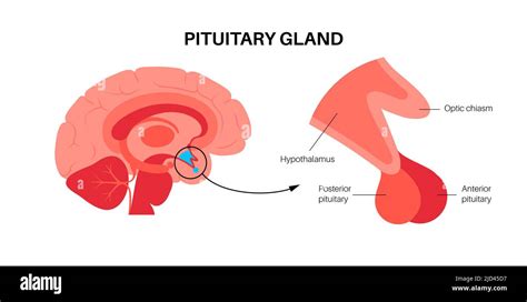 Pituitary Gland Anatomy Illustration Stock Photo Alamy