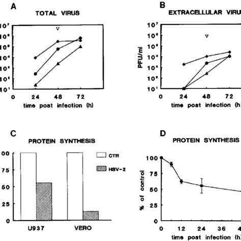 Fluorescence Microscopy Analysis Of Hsv 2 Infected U937 Cells Control